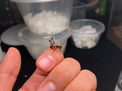 Lipotactes maculatus