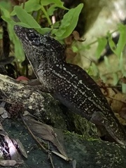 Anolis sagrei