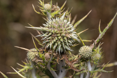 Echinops spinosissimus