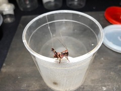 Lipotactes maculatus