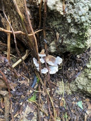 Fungi