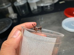 Lipotactes maculatus