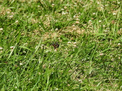 Vanessa atalanta