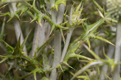 Echinops spinosissimus