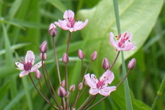 Butomus umbellatus