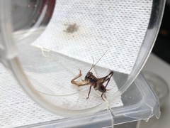 Lipotactes maculatus