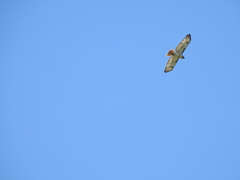 Buteo jamaicensis