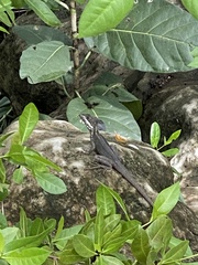 Basiliscus vittatus