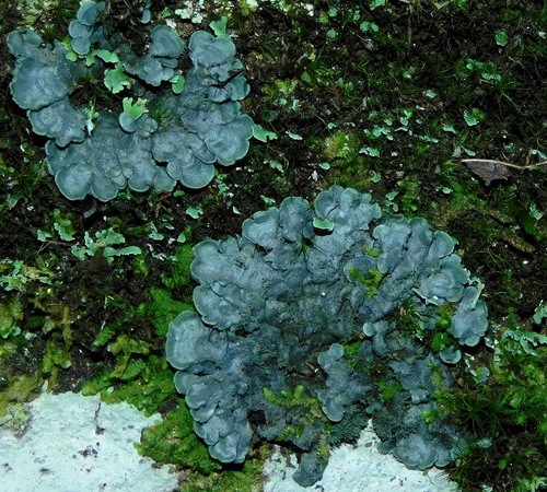 Salted Shell Lichen