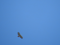 Buteo jamaicensis