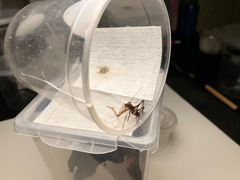 Lipotactes maculatus