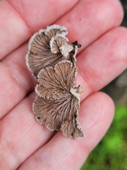 Schizophyllum commune