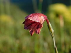Gladiolus guthriei