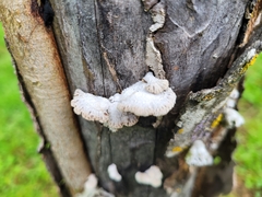 Schizophyllum commune