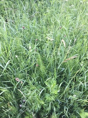 Microbotryum tragopogonis-pratensis