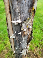 Schizophyllum commune