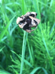 Microbotryum tragopogonis-pratensis