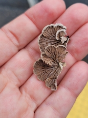 Schizophyllum commune