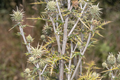 Echinops spinosissimus