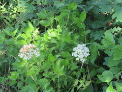 Viburnum carolinianum