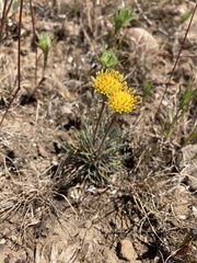 Erigeron bloomeri