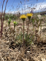 Erigeron bloomeri