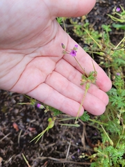 Erodium