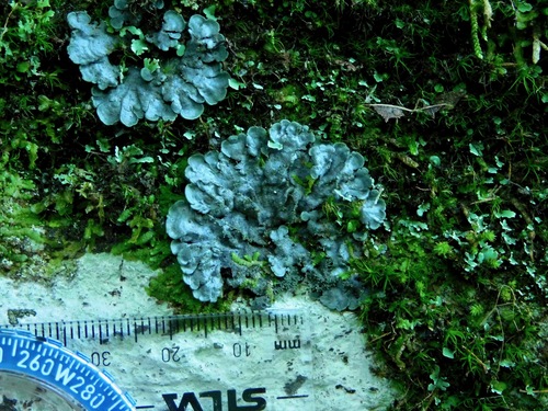 Salted Shell Lichen
