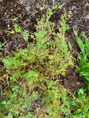 Erodium