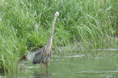 Ardea herodias