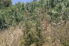 Echinops spinosissimus