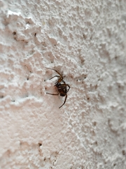 Steatoda nobilis