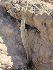 Masticophis flagellum
