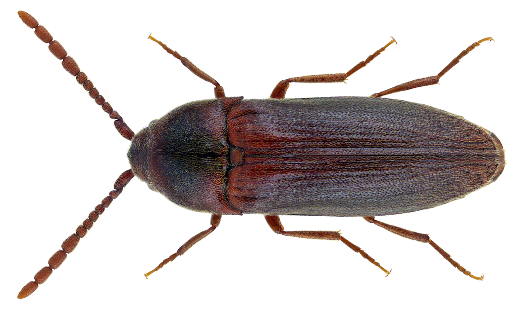 Epiphanis cornutus