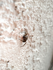 Steatoda nobilis