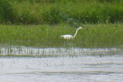 Ardea alba