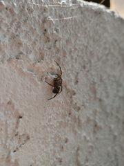 Steatoda nobilis