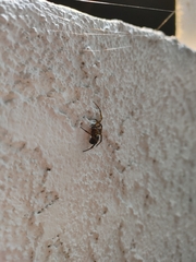 Steatoda nobilis