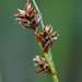Carex Sect. Glareosae - Photo (c) Samuel Brinker, some rights reserved (CC BY-NC), uploaded by Samuel Brinker