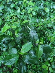 Persicaria filiformis