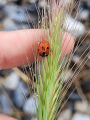 Coccinella septempunctata