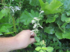 Penstemon brevisepalus