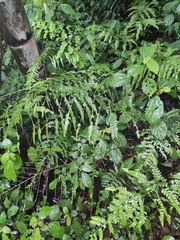 Microlepia pseudostrigosa