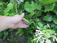 Penstemon brevisepalus
