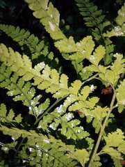 Microlepia pseudostrigosa