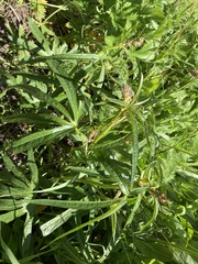 Sidalcea oregana calva