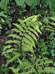 Microlepia pseudostrigosa