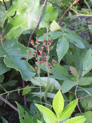 Penstemon brevisepalus