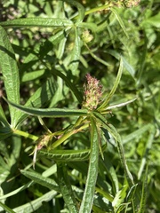 Sidalcea oregana calva
