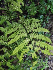 Microlepia pseudostrigosa